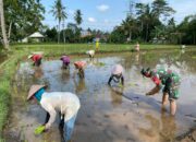 Dorong Ketahanan Pangan Lokal, Babinsa Lempeni Turun Langsung Dampingi Petani Tanam Padi