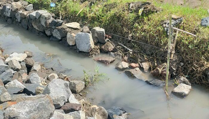 Gunakan Dana Desa Ratusan Juta, Proyek Saluran Irigasi Desa Subo Jember Diduga Tanpa Galian Pondasi