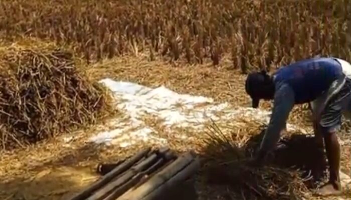 Proses Terkesan Panjang, Petani Keluhkan Proses Pembelian Gabah yang Dilakukan Pihak Bulog Lumajang