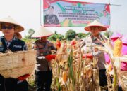 Dukung Swasembada Pangan, Kapolres Jember Terjun Langsung Ikut Panen Raya di Desa Lojejer