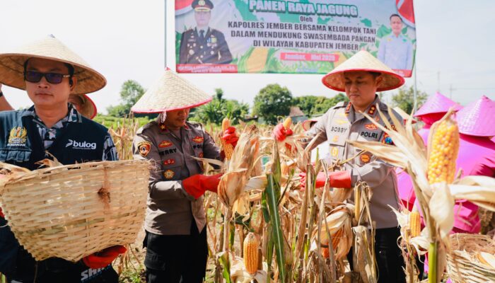 Dukung Swasembada Pangan, Kapolres Jember Terjun Langsung Ikut Panen Raya di Desa Lojejer 