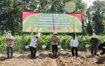 Sukseskan Program Jendral Polisi Listyo Sigit Prabowo, Kapolres Jember Tanam Jagung Serentak Kuartal III di Desa Sidodadi 