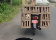 Waduh Gawat! Kendaraan Plat Merah Dibuat Bakulan Ayam, BPKAD Jember: 30 Kendaraan Tak Diketahui Rimbanya