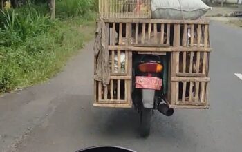 Waduh Gawat! Kendaraan Plat Merah Dibuat Bakulan Ayam, BPKAD Jember: 30 Kendaraan Tak Diketahui Rimbanya