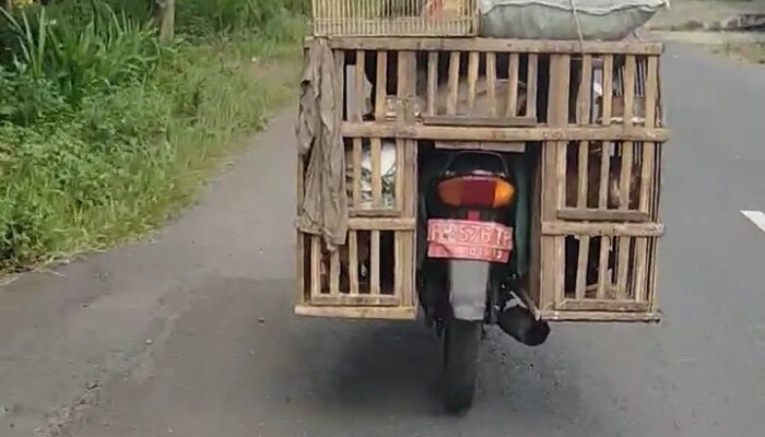 Waduh Gawat! Kendaraan Plat Merah Dibuat Bakulan Ayam, BPKAD Jember: 30 Kendaraan Tak Diketahui Rimbanya