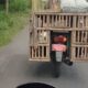 Waduh Gawat! Kendaraan Plat Merah Dibuat Bakulan Ayam, BPKAD Jember: 30 Kendaraan Tak Diketahui Rimbanya