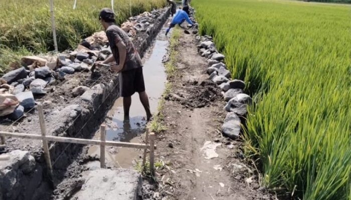 Proyek Siluman, Pembangunan Saluran Irigasi Persawahan di Blukon Lumajang Tanpa Papan Nama