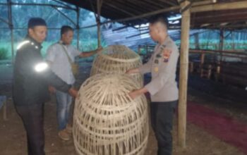 Polisi Bubarkan Arena Sabung Ayam di Desa Tunjung Lumajang, Barang Bukti Hanya Kurungan dan Karpet 