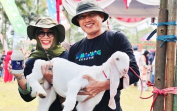 Susu Kambing Senduro Jadi Pengungkit Ekonomi Desa Lumajang
