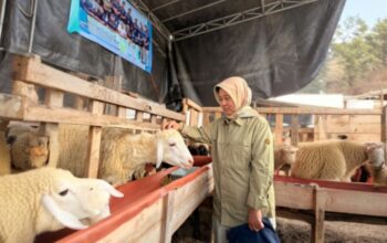 Jelang Iduladha, DKPP Lumajang Intensifkan Pemeriksaan Kesehatan Hewan Kurban