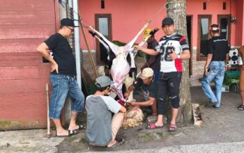 IWL Sembelih Hewan Kurban, Salurkan Daging kepada Warga Kurang Mampu di Lumajang